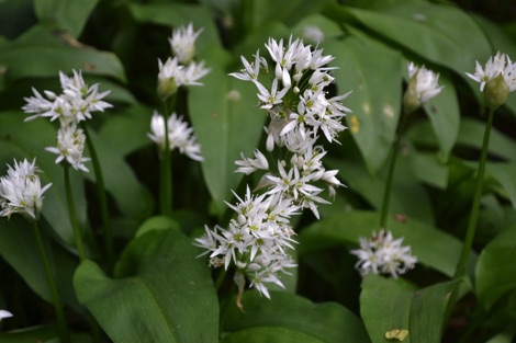 White wild garlic flowers and green wild garlic leaves